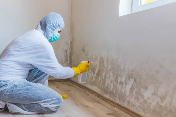 Mold Remediation specialist working in Thorndale